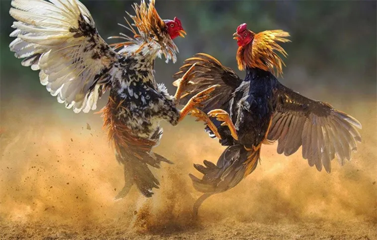 Đá Gà U888: Tham Gia Ngay Để Trải Nghiệm Kịch Tính Đỉnh Cao!